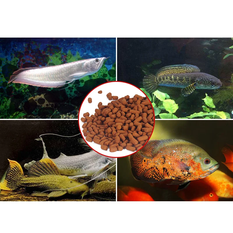 Best Feeder Fish For Arowana