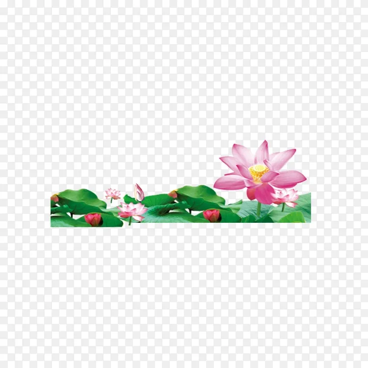 荷花莲花 美丽如王png图片素材免费下载 图片编号 Png素材网