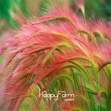 Распродажа! 100 шт./пакет Медуница декоративная трава бонсай(hierochloe), редкие Садовый цветок, растение, свадебная брошь