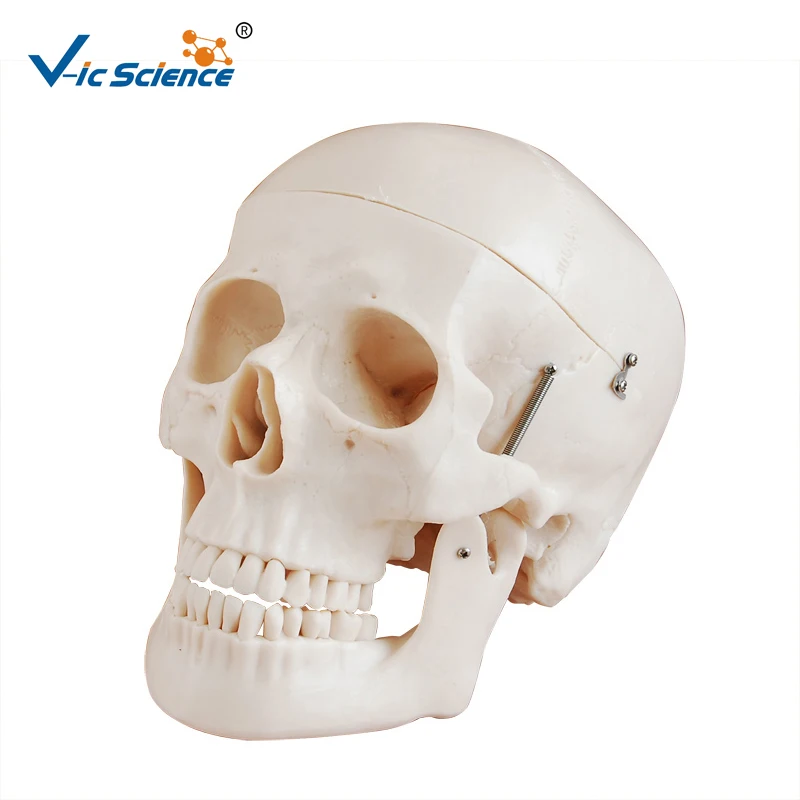 

Life-Size Skull Anatomy Model Human Head Bone Anatomical Teaching Model