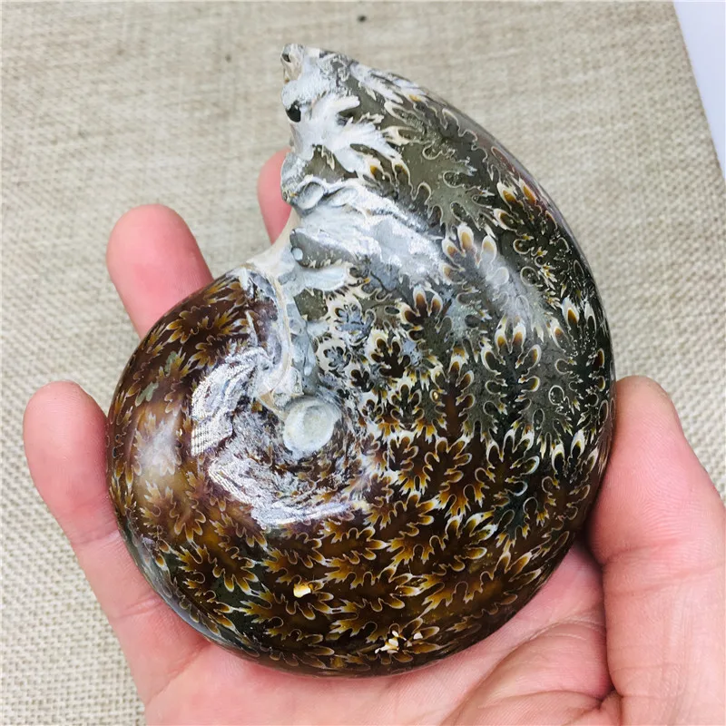 280-320 г аммонит Cleoniceras Snail Fossil Мадагаскар удивительный природный геологический образец минеральная коллекция Раковины Улитки Исцеление