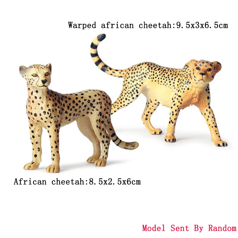 african cheetah