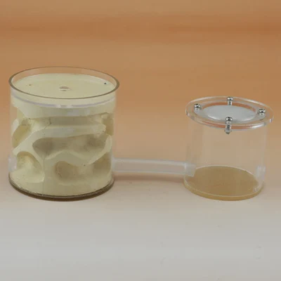 Cylindrical three-dimensional gypsum nest two in one ant breeding can not be coated with anti-evacuation | Дом и сад