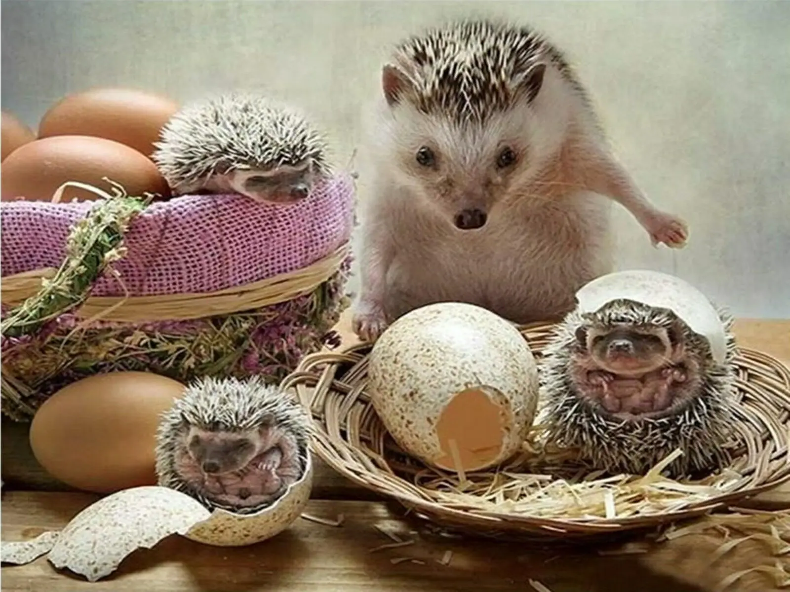 Яйца ежей. Добавлять ли яйцо в ежики. Яйца ежика. Фаршированные ёжики. Ежик красит.
