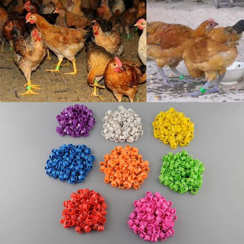 Nouveau 100 Pcs 8mm 1-100 Num/érot/é Poultry Leg Bands Oiseau Pigeon Canard Anneaux Clip