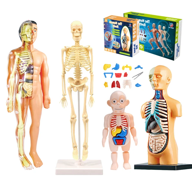 Jouets de modèle de corps humain pour enfants, ensemble d'affichage  réaliste d'anatomie humaine (cerveau, corps, cœur, squelette), outils de  démonstration en classe, accessoires pour enseignants