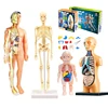 3D Human Body Torso Model Educational Assembly Learning DIY Toys Human Body Organ Teaching Tools Early Learning Toy For Children 1