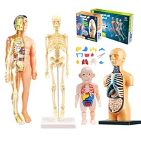 3D Human Body Torso Model Educational Assembly Learning DIY Toys Human Body Organ Teaching Tools Early Learning Toy For Children 1
