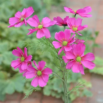 

10Pcs Fake Short Stem Galsang Flower 23.62" Length Simulation mini Daisy for Wedding Home Decorative Artificial Flowers