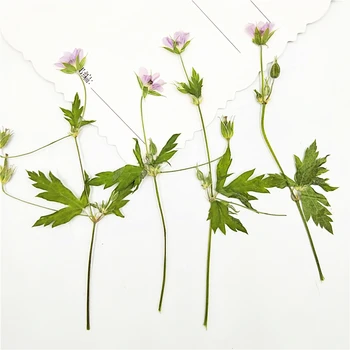 

6-9cm/16pcs,Natural color Pressed Agrimonia pilosa with stem,Eternal plant for DIY Bookmark Gift Cards,phone shell decoration