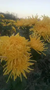 

Goldensilk chrysanthemum chrysanthemum tea a cup of head picking chamomile lemon fetal chrysanthemum Huangshan Gong chrysanthem