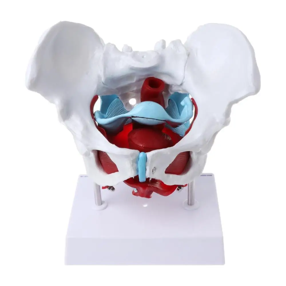 

Removable Female Pelvis Skeleton Floor Muscles Model Uterus Ovary Muscle Organs ModelTeaching Resources medical supplies