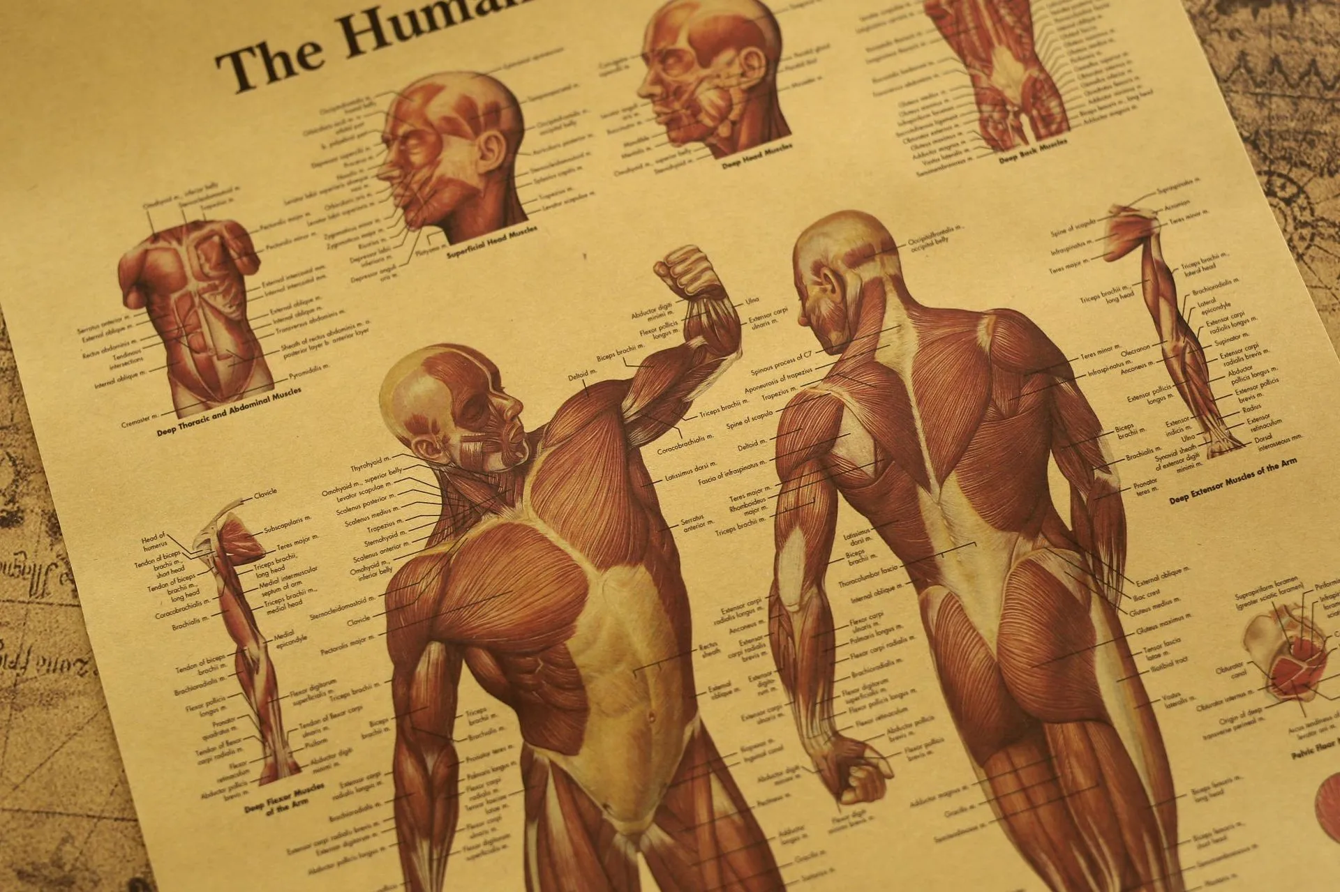 Human Anatomy Muscle Tissue Kraft Paper Poster Home Room Decoration Painting Core 42x30cm