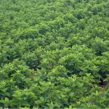 

Xuan Shen/Radix Scrophulariae Seed/Figwort Root Seed