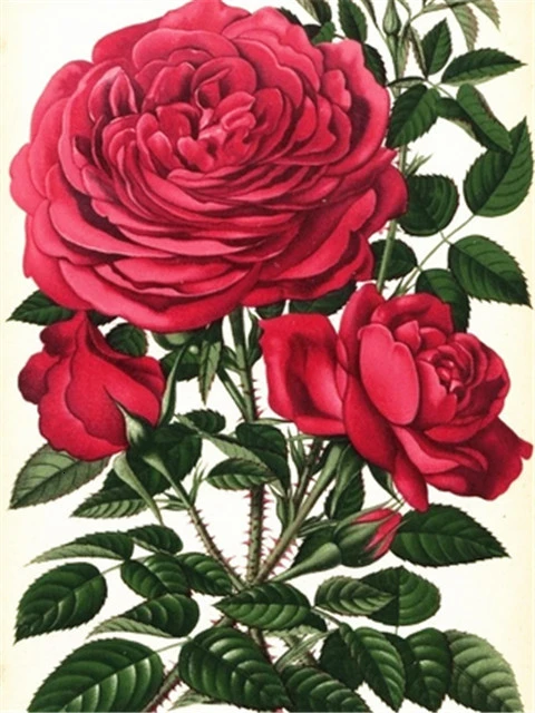 red rose 3132 AZQSD алмазная вышивка розы крестиком 5D алмазная мозаика цветы рукоделие картина стразами декор для дома подарок - Цвет: red rose 3132