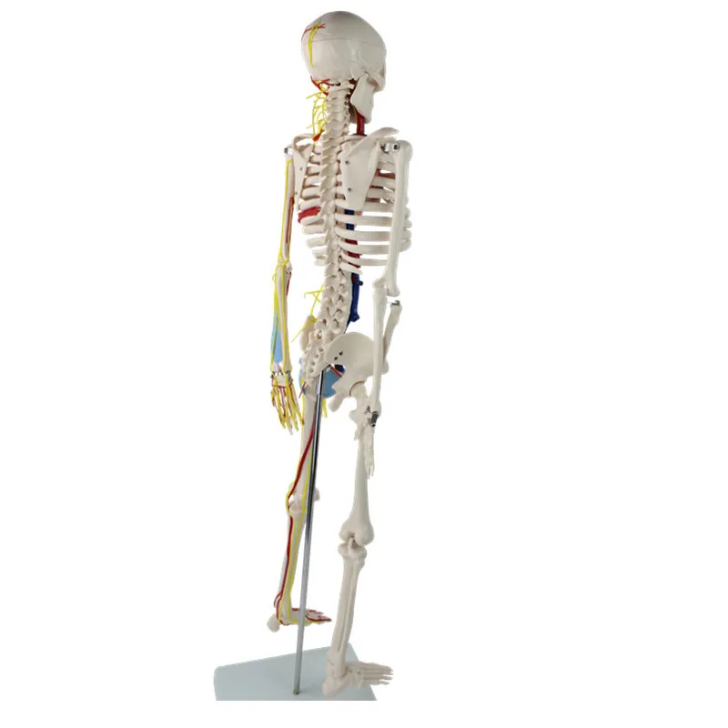 

Standard Medical Use 85cm Skeletal Model with Neurovascular Heart And Brain Human Skeleton Model