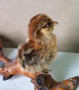 Декоративный цыпленок Taxidermy с 2 головками птица Модель № 1|Платки и полотенца| |