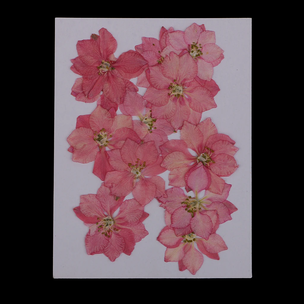12 Pieces Beautiful Pressed Larkspur Flower Natural Dried Flowers for Making Necklaces Pendant Charms Art Crafts