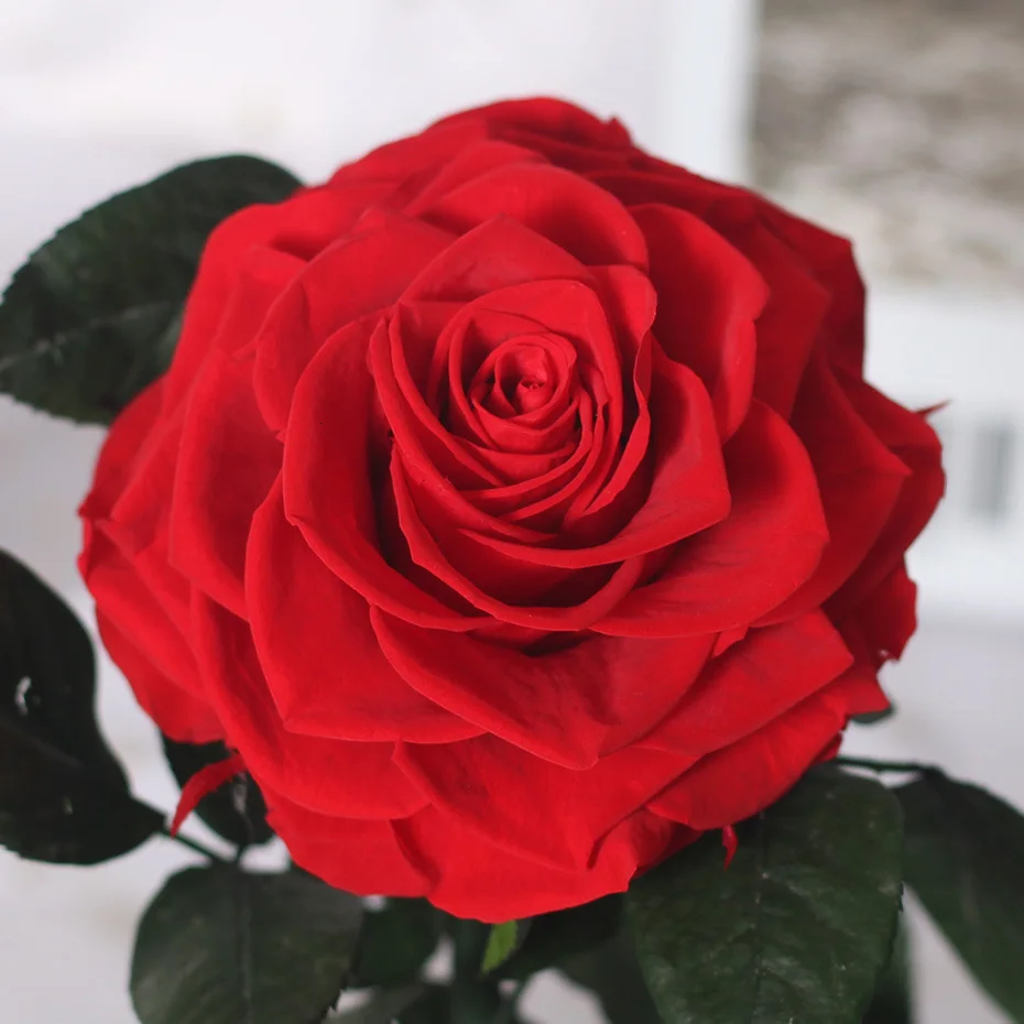 Красавица и Чудовище Forever Rose Flower консервированная бесцветная свежая роза в стеклянном куполе Свадебные украшения подарки на день Святого Валентина