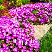 100 шт./пакет по доступной цене! делосперма Cooperi стол горный вкусные легко растет «сделай сам» для дома и сада посадка растения семена бонсай