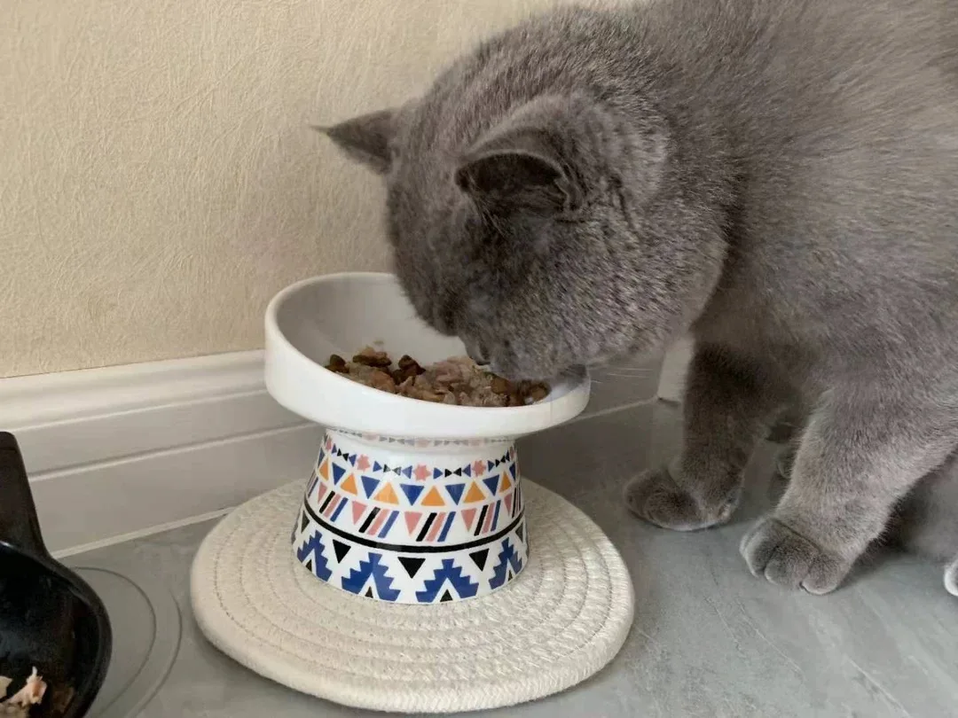 gato pequeno cão pet suprimentos de alimentos