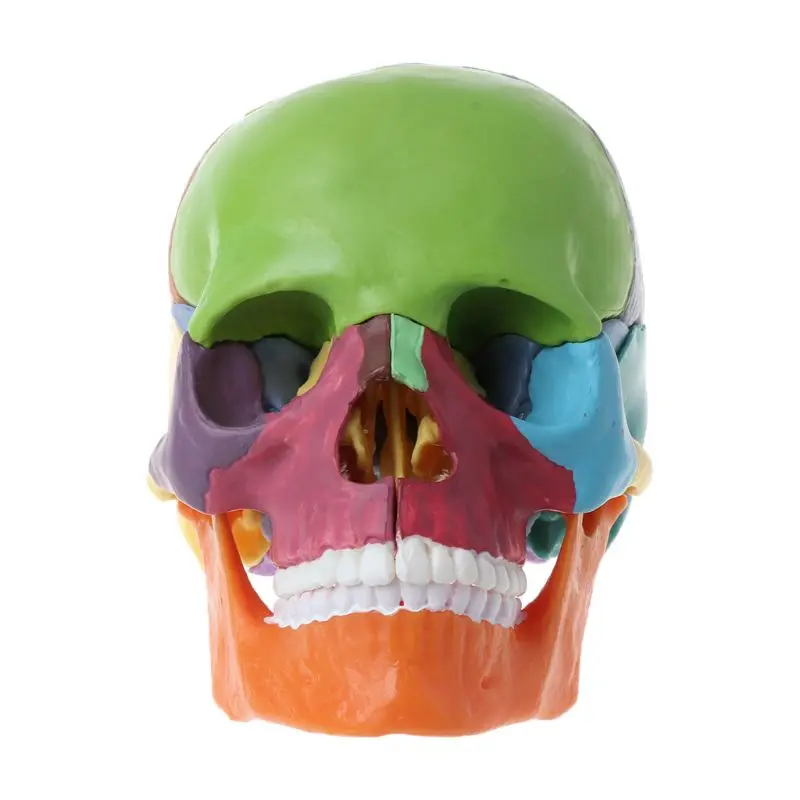 15 шт./компл. 4D в разобранном виде Цвет череп анатомическая модель Съемная медицинский обучающий инструмент