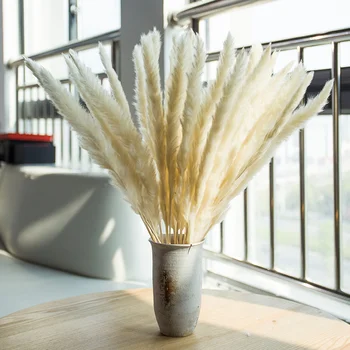 

30Pcs WhiteDecorative Dried Plants Pampas Grass Dried Natural Flowers Bulrush Wedding Flower BunchNatural Phragmites Communis