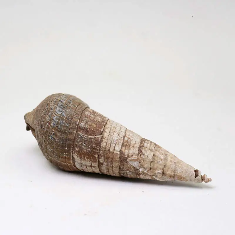 

Natural conch snail fossil stone fossil marine fossil seashells snail fossils natural fossil stone mineral stone natural fossil