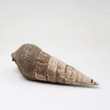 Natural conch snail fossil stone fossil marine fossil seashells snail fossils natural fossil stone mineral stone natural fossil fossil riley es2811