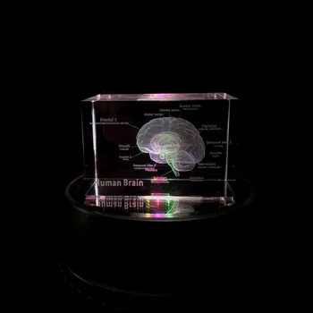 3D Anatomical Human Brain Model Crystal Text Comment School Educational Medical Science Teaching Rotate Colorful Illuminate Base 12316 cmam tf05 human ilium skeleton orthopaedic training model medical science educational teaching anatomical models