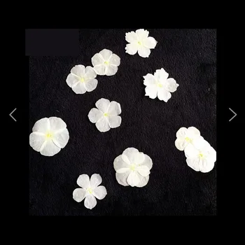 

60pcs Pressed Dried White Phlox Drummondii Flower Plant Herbarium For Jewelry Postcard Bookmark Phone Case Invitation Card DIY