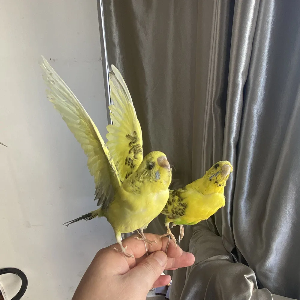 2Pcs Taxidermy stuffing Eurasian yellow colour Melopsittacus undulatus / Budgerigar Budgie Parrot specimen Teaching Decoration | Дом и сад