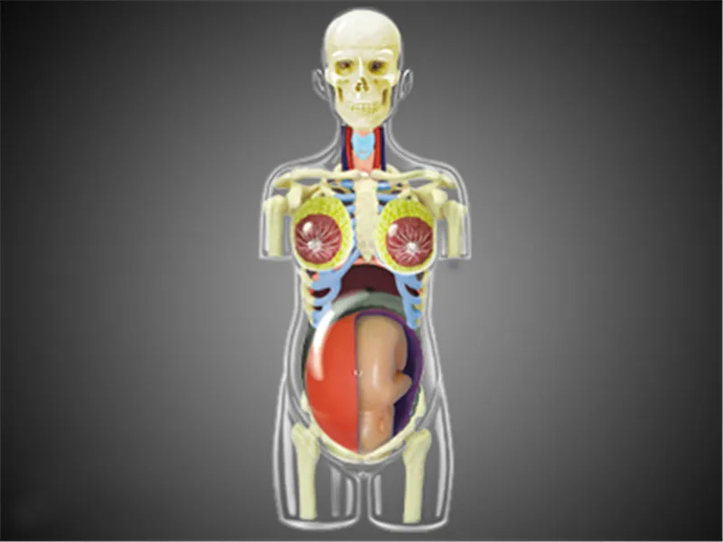 master puzzle Assembling toy human body organ anatomical model medical teaching Pregnancy 4d |