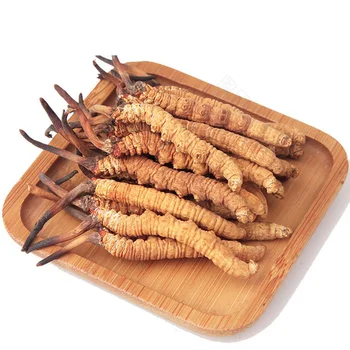 

3g-12g Whole Wild Himalayan Cordyceps Sinensis Herbal Rare Medicinal Herbs from the Tibetan Plateau China