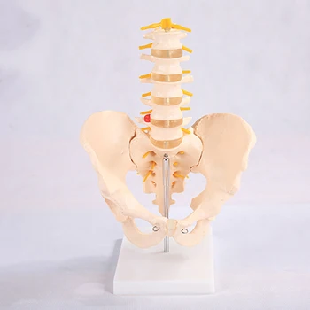 

Life Size Human 5 Lumbar Vertebrae Model Pelvis Anatomical Model Medical Teaching Skeleton Tools BIX-A1033