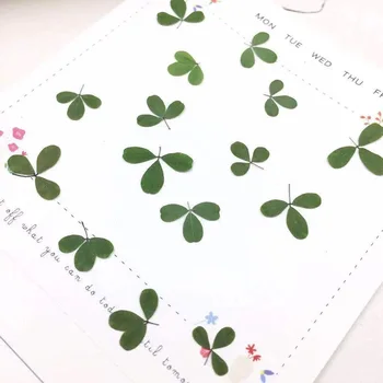 

36PCS Pressed Flower,Nature Mini Plant Petals for Craft Bookmark Gift Card,DIY Flores secas Facial Decor,Rose Eternelle