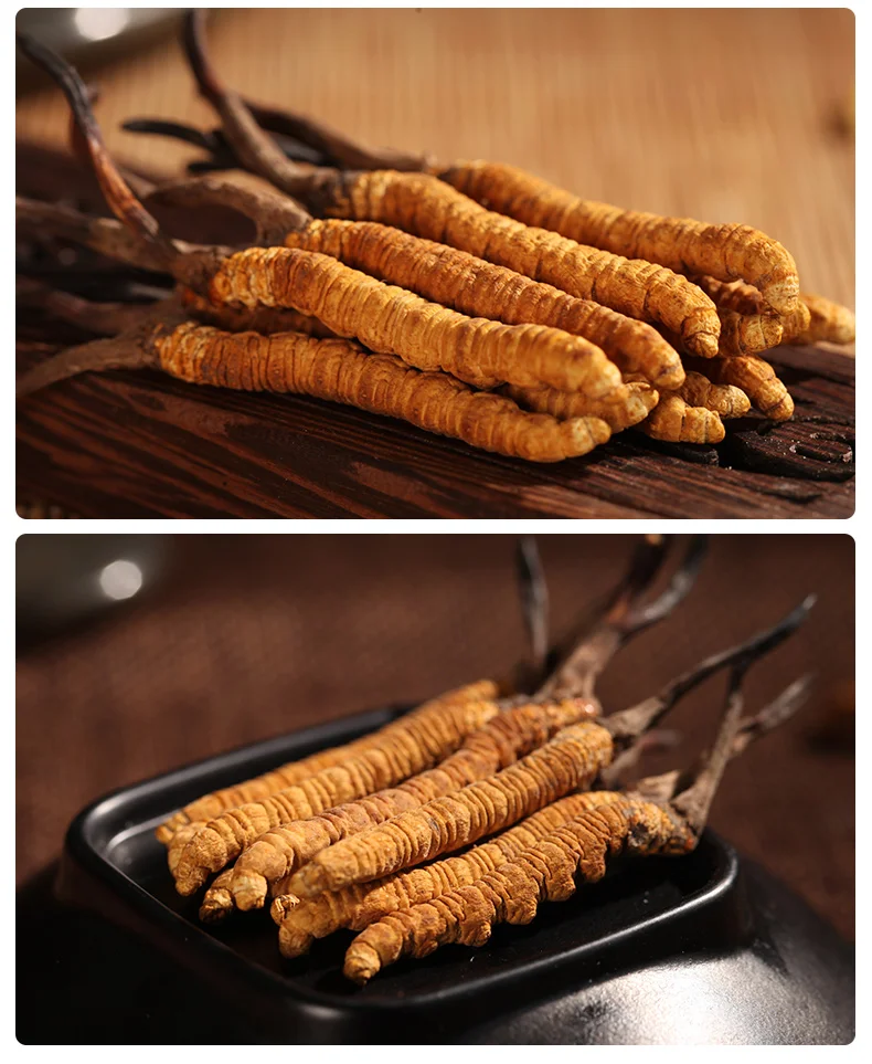 10pcs/5pcs of pure natural cordyceps sinensis fr