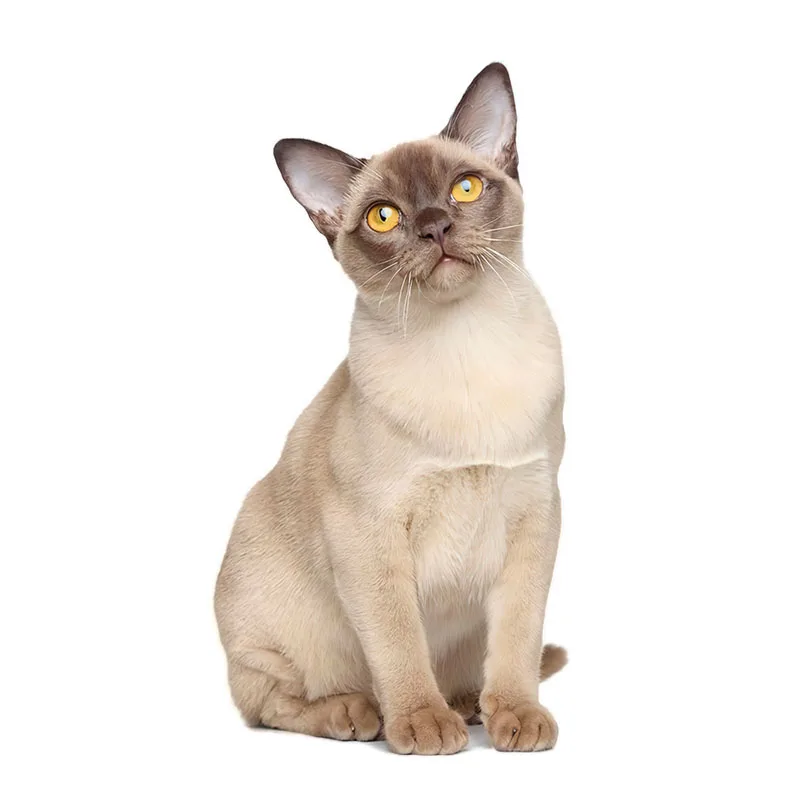 Wall Stickers Self Adhesive Wall Stickers Vinyl Stickers Vinyl Wall Stickers Self Adhesive Stickers Three Ratels CM29 Lovely cat Persian cat Birman Bombay British Shorthair Burmese wall sticker for home decoration car sticker