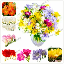 100 шт./пакет фрезия карликовые деревья, красочные Ароматный цветок, растение, свадебная брошь, великолепные растения, красочные ароматный цветочных растений растения для дома и сада