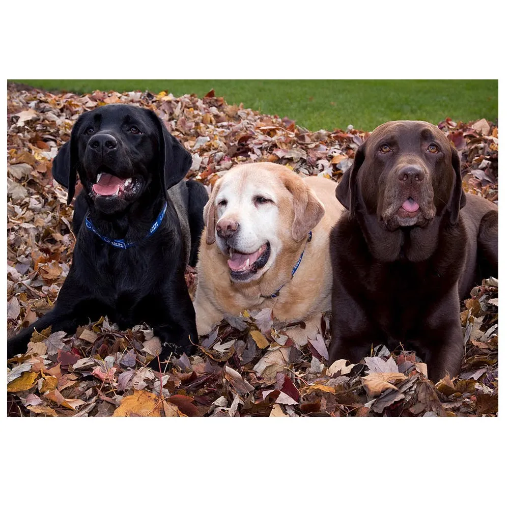 Full square diy 5d diamond painting Chocolate Labrador diamond mosaic cross stitch diamond embroidery animal 3d picture art,_副本