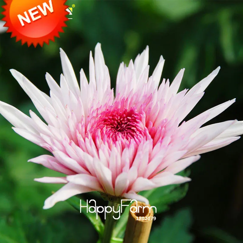 

Sale!100 pcs/pack Beautiful Hot Pink White Color Chrysanthemum Bonsai Morifolium Plants DIY Gardening Flower Plant,#HZVP56