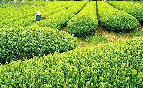 Китайский Чай AnXi High Moutains Tie Guan Yin AA китайский 1725 чай TieGuanyin зеленый органический чай улун для похудения забота о здоровье