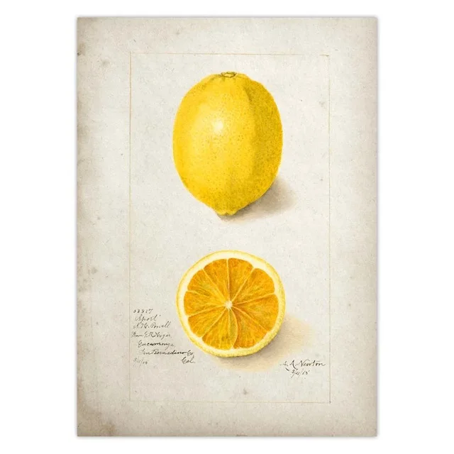 Fruit-Kitchen-Poster-Vintage-Poster-Antique-Pear-Apple-Orange-Pineapple-Wall-Art-Decorative-Picture-Kraft-paper.jpg_.webp_640x640 (22)