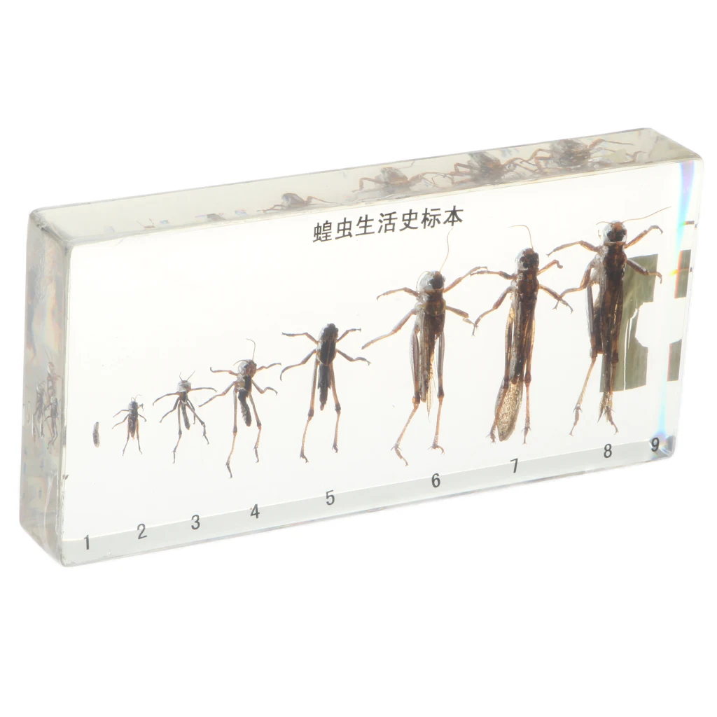 Life Cycle Of Grasshopper Specimen in Acrylic Block Biology Science Learning Toy, 6.7 x 3.15 x 0.8 inch