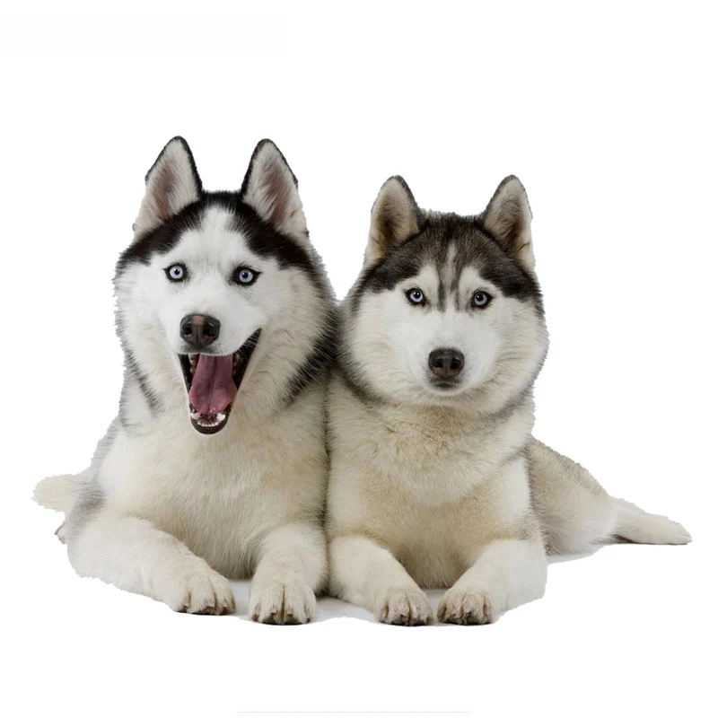 

Two Huskies Dogs Funny Car Stickers Animal Sticker Dog Decals Automobile Decoration Vinyl,14cm*10cm