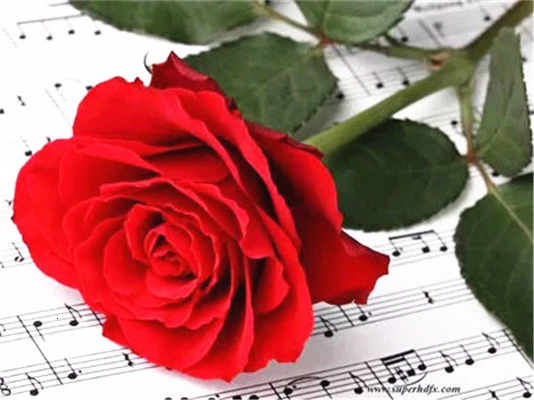 Huacan-5D-DIY-Diamond-Painting-Flower-Rose-Full-Drill-Square-Diamond-Embroidery-Cross-Stitch-Rhinestone-Picture.jpg_.webp_640x640 (10)