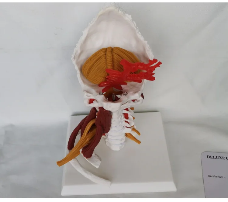 e vertebral corpo coluna vertebral anatomia humana