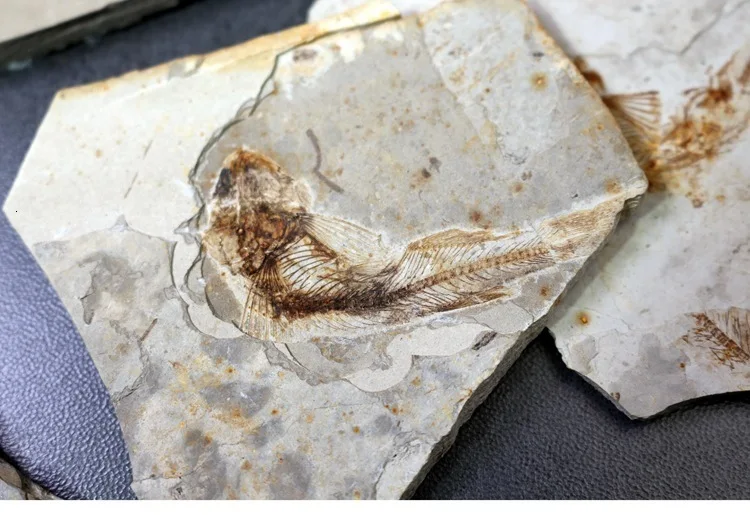 Естественная Палеонтология волчий плавник рыба окаменелый образец насекомое окаменелое обучение популярной науке