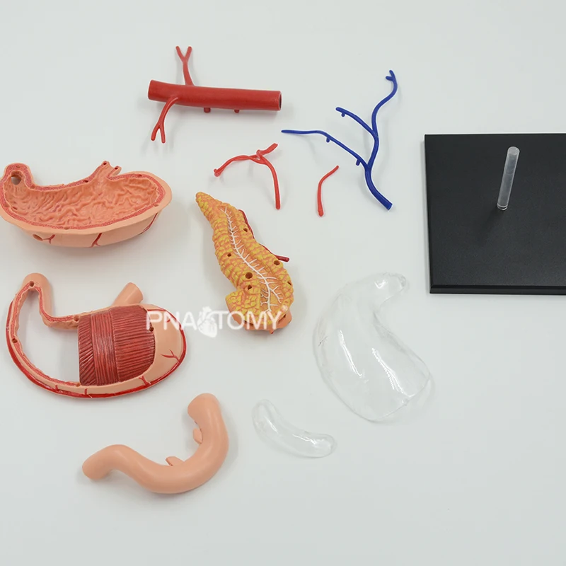4D Detachable Stomach Model 6