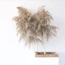 40 шт. сушеные пампасы трава натуральные фрагмиты и камышовые цветы и булраш цветы коммуниса свадебный цветок букет